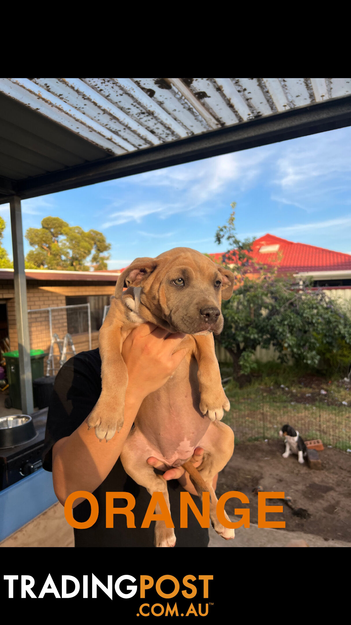 American Staffordshire terrier