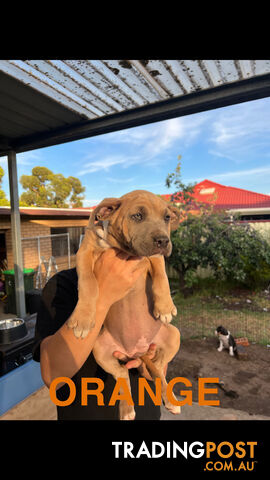 American Staffordshire terrier