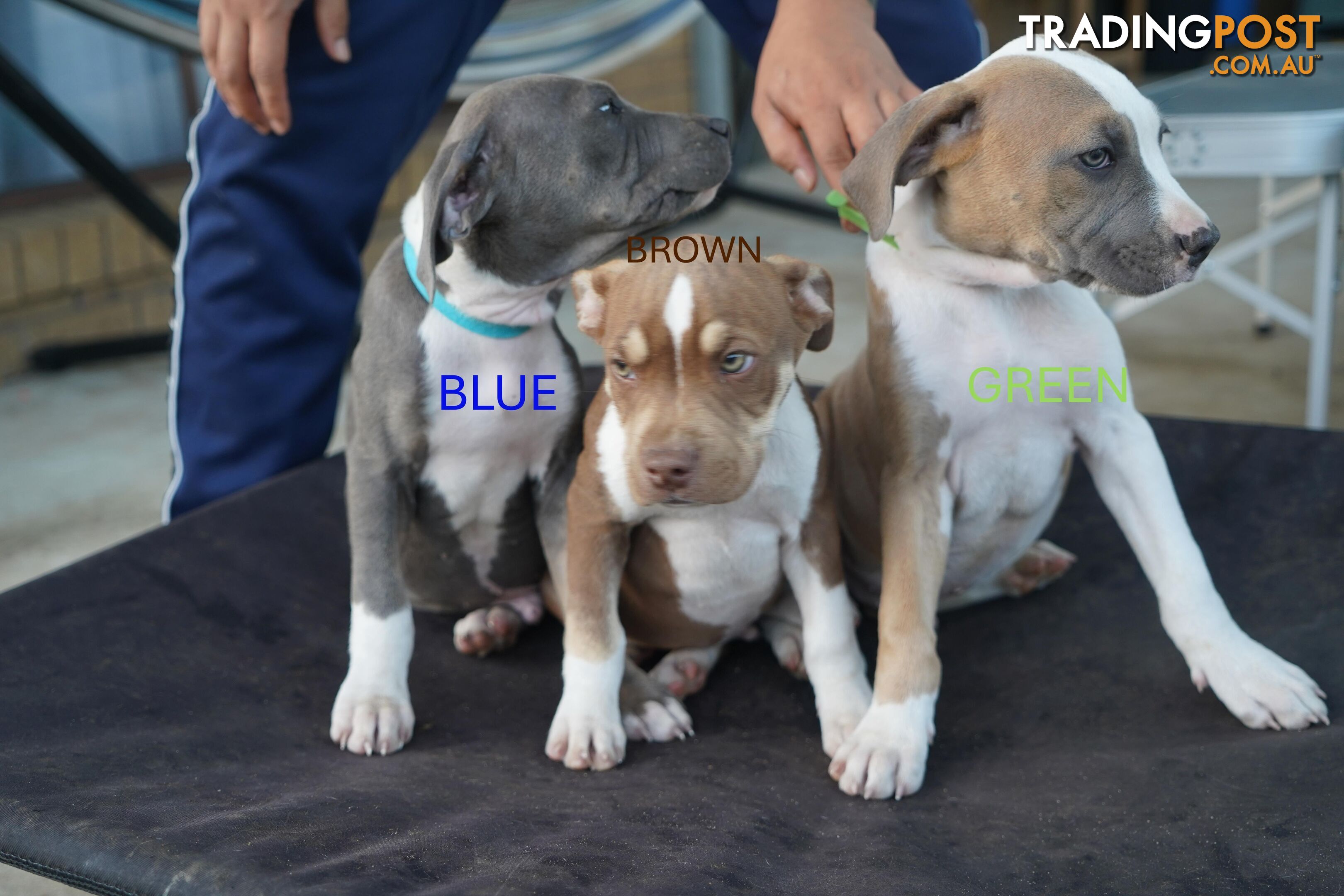 American Staffordshire terrier