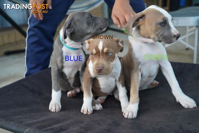 American Staffordshire terrier