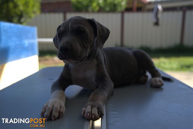 American Staffordshire terrier