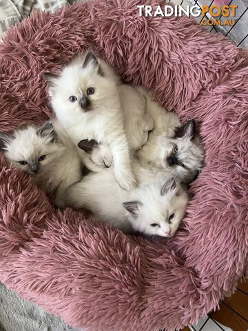 🎄Christmas Kittens Purebred Ragdolls 🎄