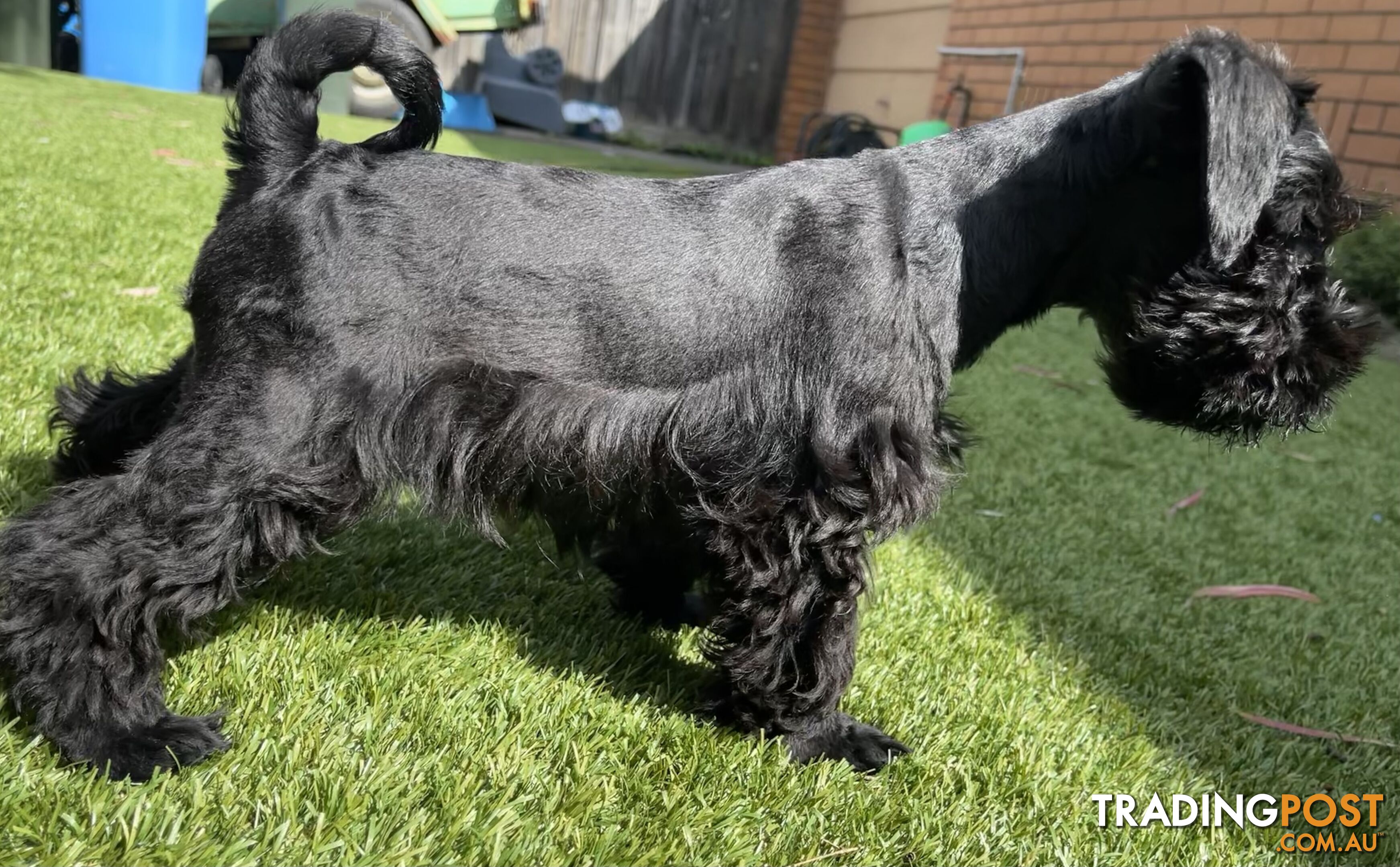 Stunning Black Miniature Schnauzer Puppies 1 Boys 3 Girls available