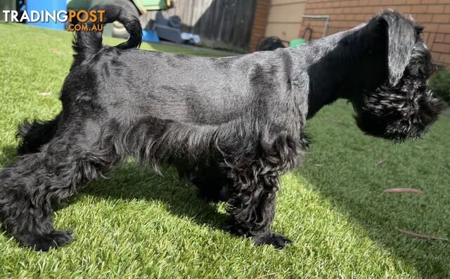 Stunning Black Miniature Schnauzer Puppies 1 Boys 3 Girls available