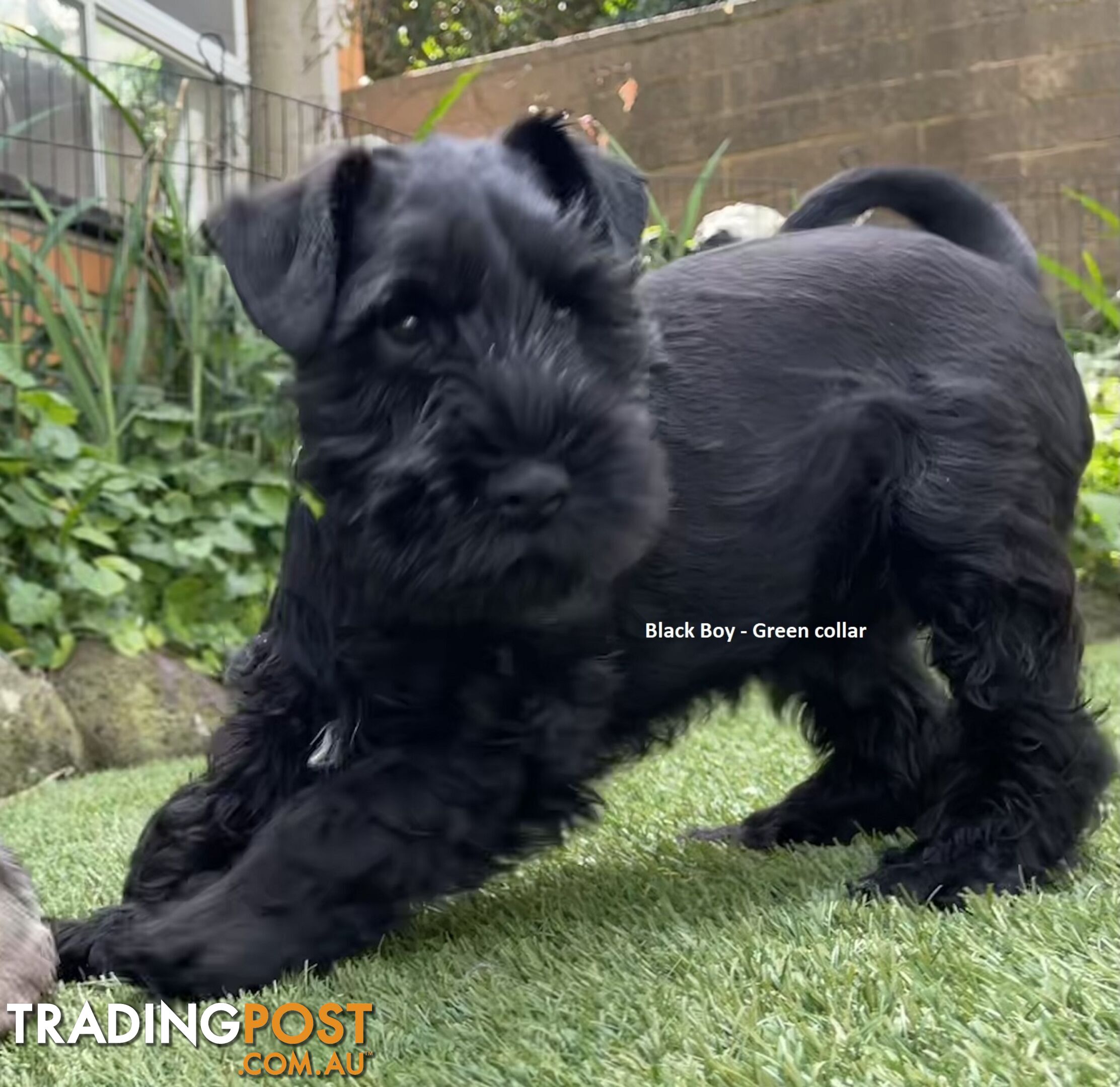 Stunning Black Miniature Schnauzer Puppies 1 Boys 3 Girls available