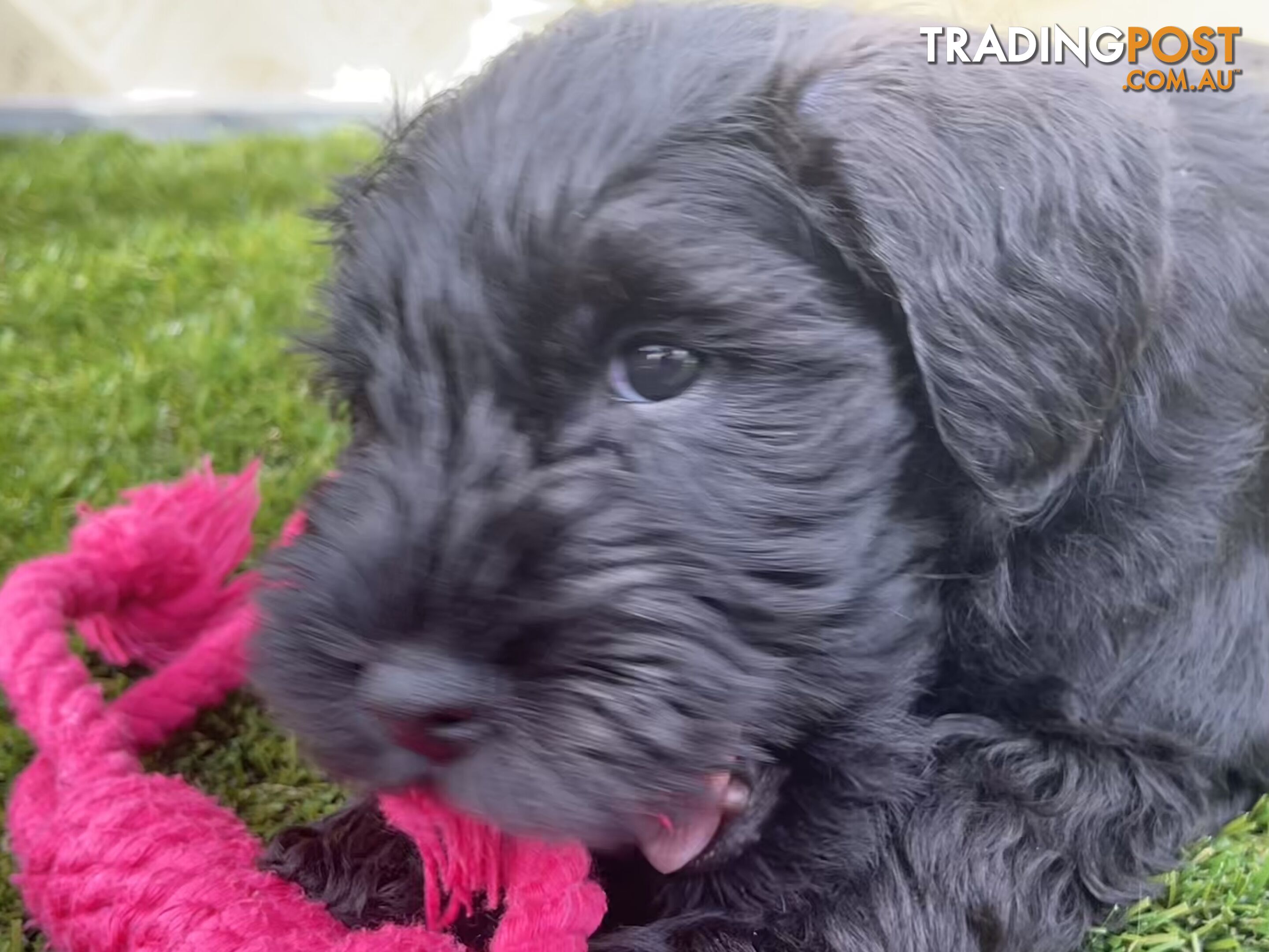 Stunning Black Miniature Schnauzer Puppies 1 Boys 3 Girls available