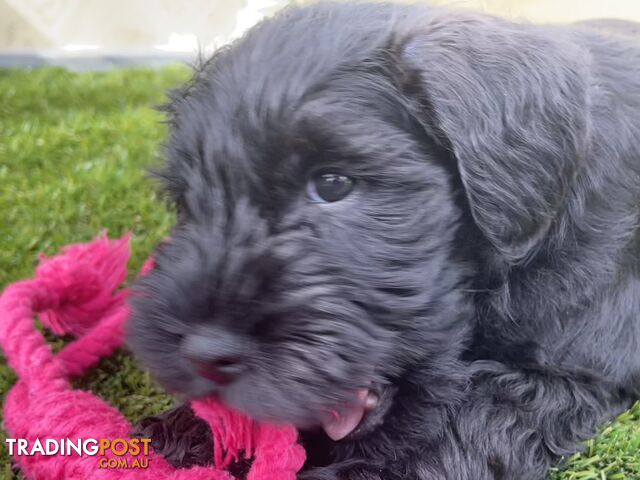 Stunning Black Miniature Schnauzer Puppies 2 Girls available