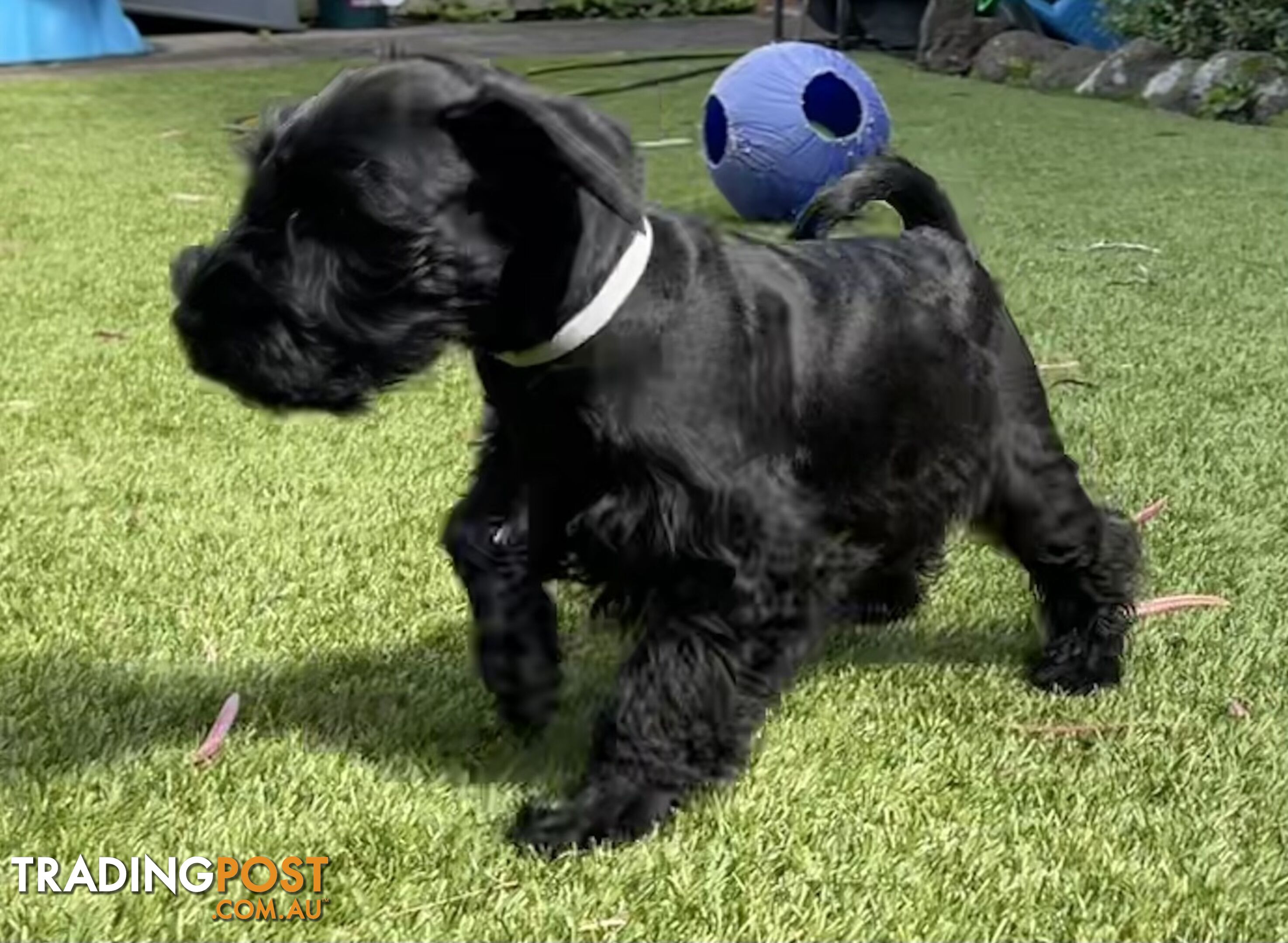 Stunning Black Miniature Schnauzer Puppies 1 Boys 3 Girls available