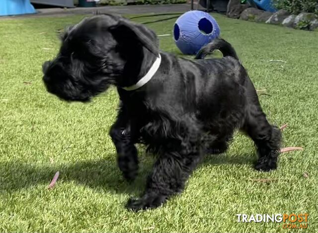 Stunning Black Miniature Schnauzer Puppies 1 Boys 3 Girls available