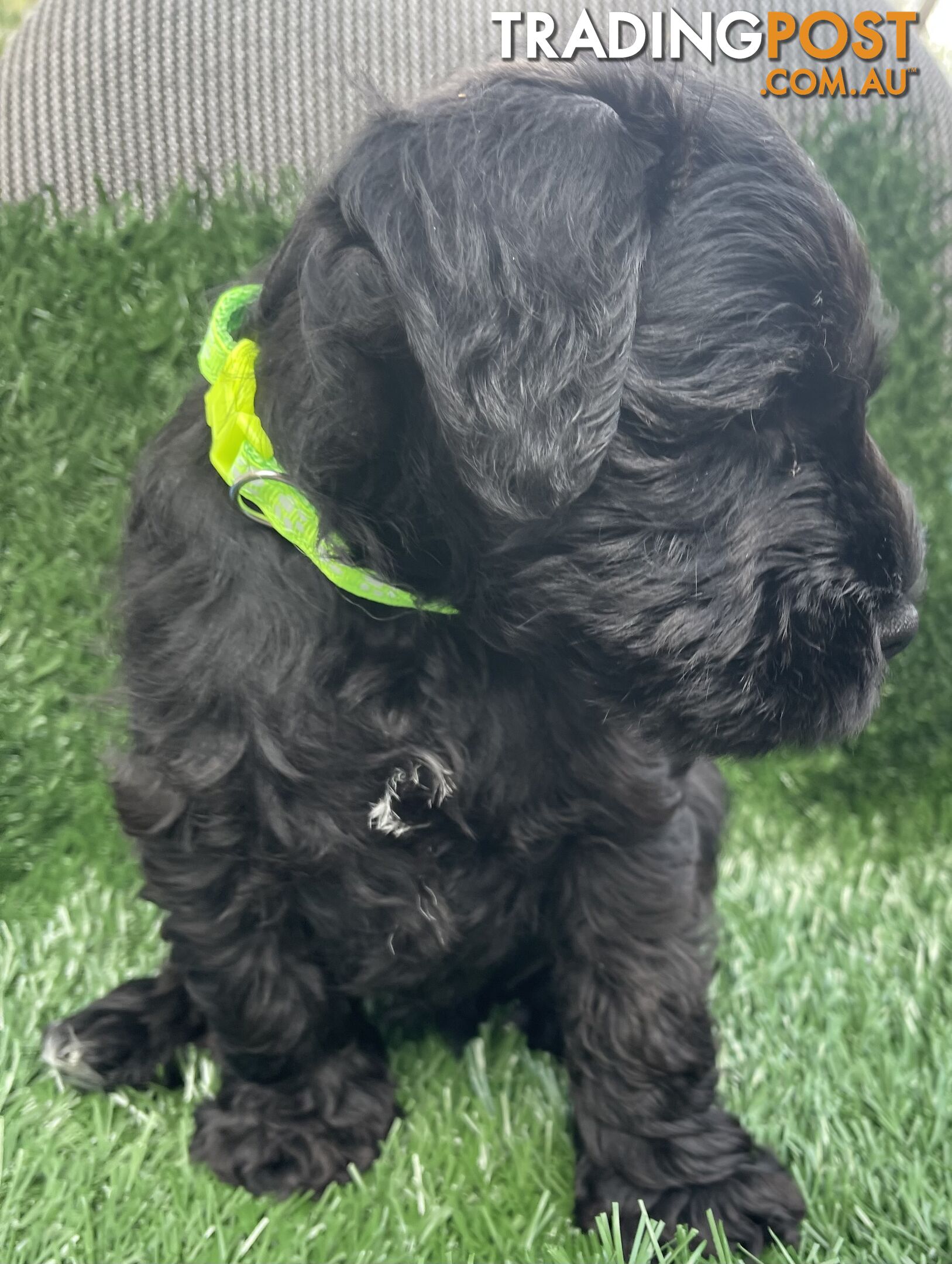 Stunning Black Miniature Schnauzer Puppies 1 Boys 3 Girls available