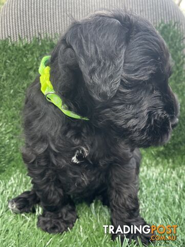 Stunning Black Miniature Schnauzer Puppies 1 Boys 3 Girls available