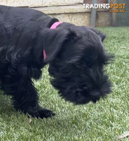 Stunning Black Miniature Schnauzer Puppies 1 Boys 3 Girls available