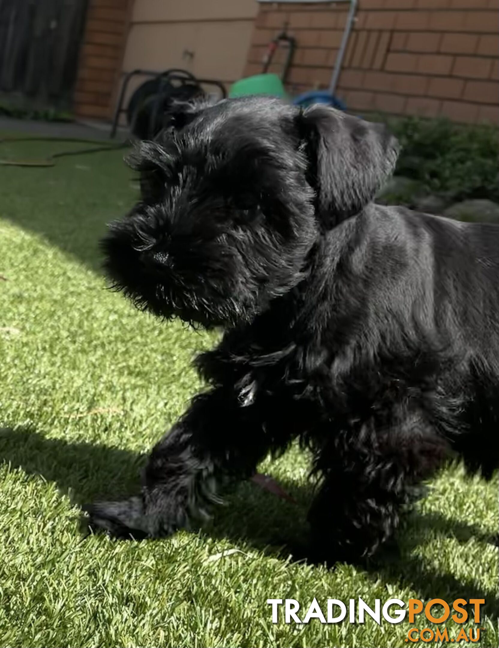 Stunning Black Miniature Schnauzer Puppies 1 Boys 3 Girls available