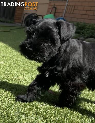 Stunning Black Miniature Schnauzer Puppies 1 Boys 3 Girls available