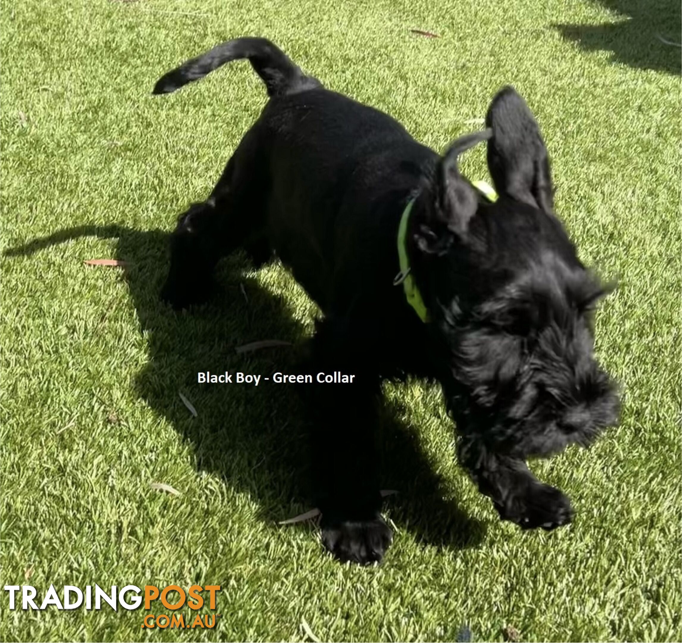 Stunning Black Miniature Schnauzer Puppies 1 Boys 3 Girls available