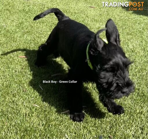 Stunning Black Miniature Schnauzer Puppies 1 Boys 3 Girls available