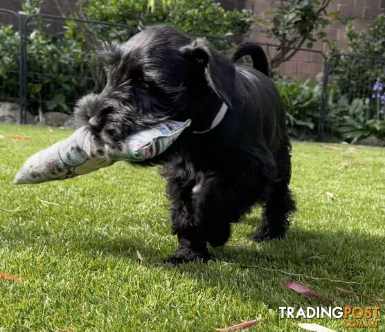 Stunning Black Miniature Schnauzer Puppies 1 Boys 3 Girls available