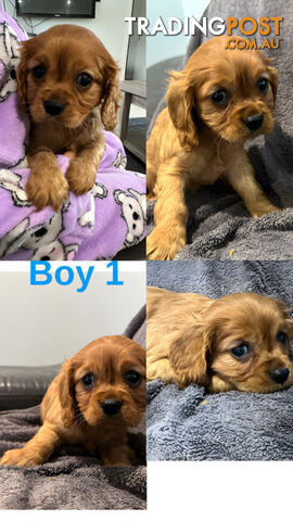 King Charles Cavalier puppies pure bred