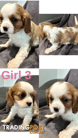 King Charles Cavalier puppies pure bred