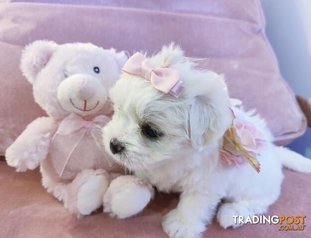 Gorgeous Maltese Puppies