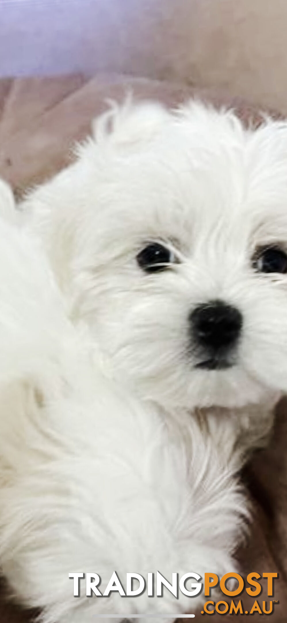 Maltese x Lhasa Apso