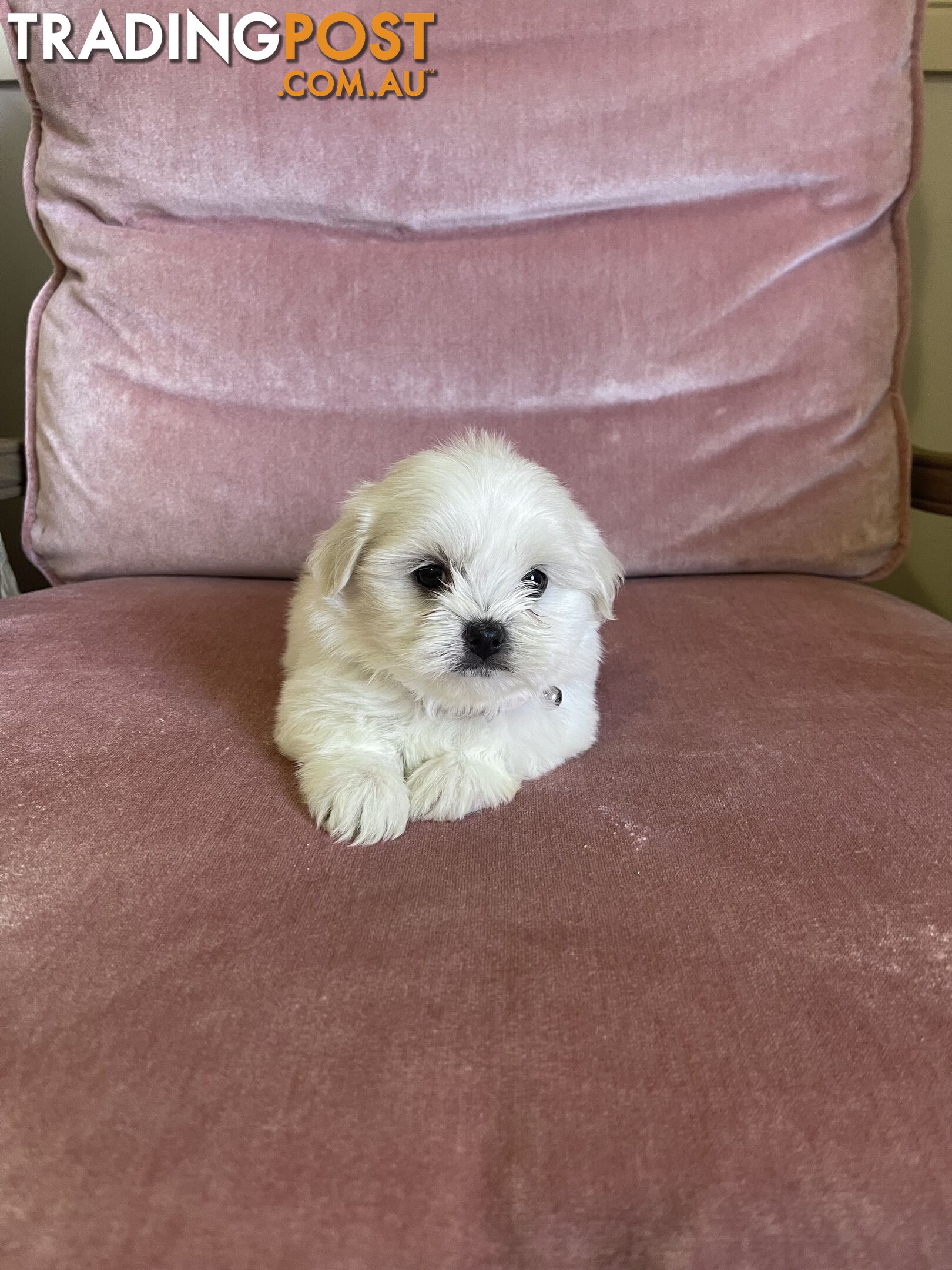 Maltese x Lhasa Apso