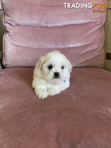 Maltese x Lhasa Apso