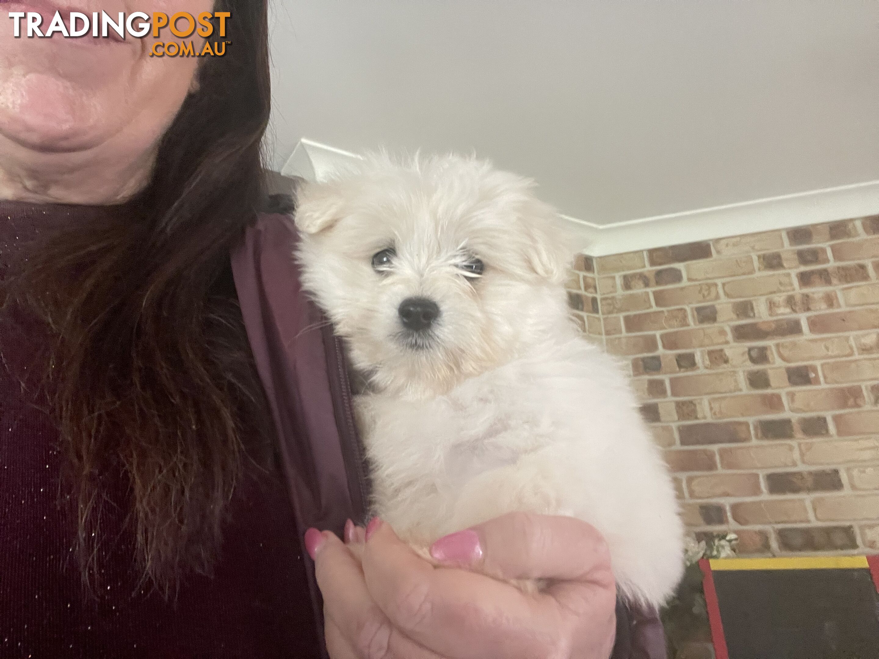 Maltese x Lhasa Apso