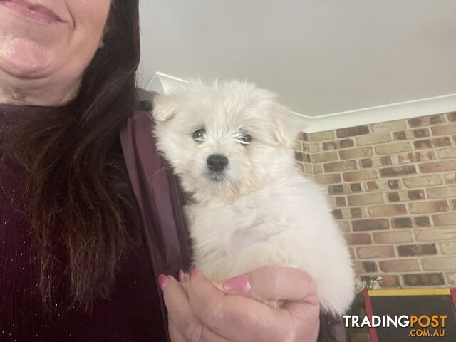 Maltese x Lhasa Apso