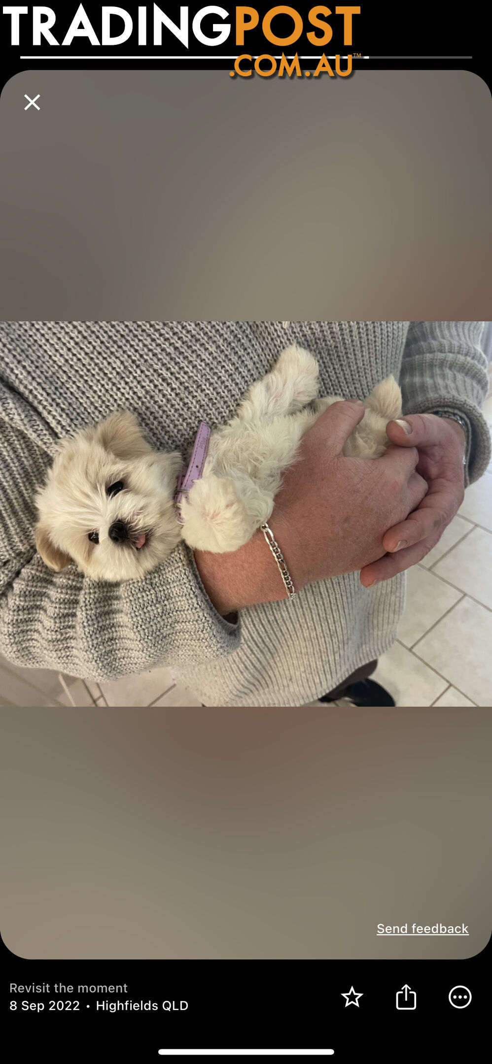 Maltese x Lhasa Apso