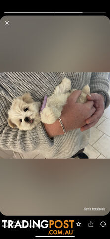 Maltese x Lhasa Apso