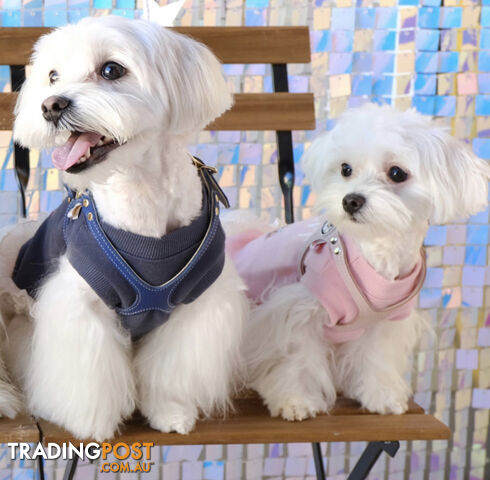 Maltese x Lhasa Apso