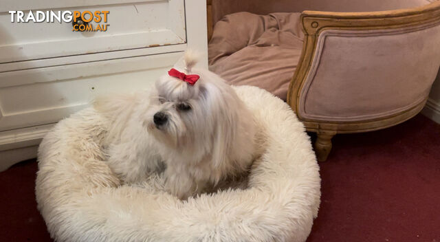 Maltese x Lhasa Apso