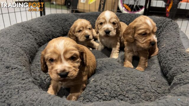 Purebred Cocker spaniel puppies for sale