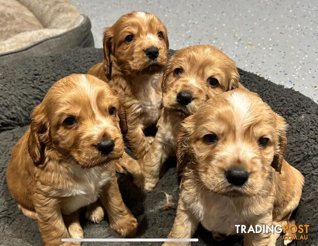 Purebred Cocker spaniel puppies for sale