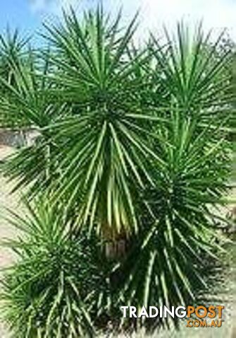 Yucca plant cuttings - photo 2 of 2
