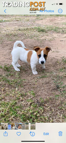 Jack Russell Puppies