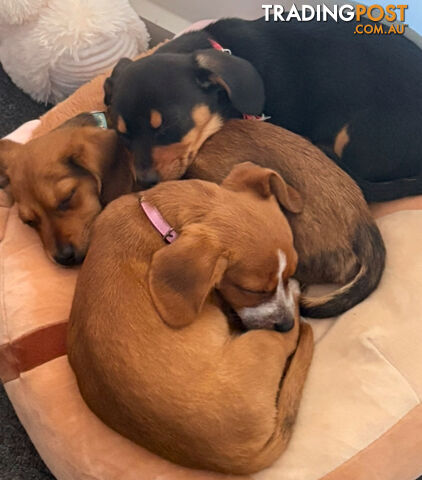 3 x Schweenie pups for sale (Shitzhu x Miniature Dachshund)