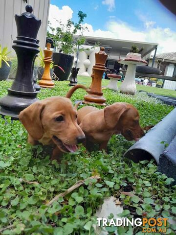 Miniature Dachshund