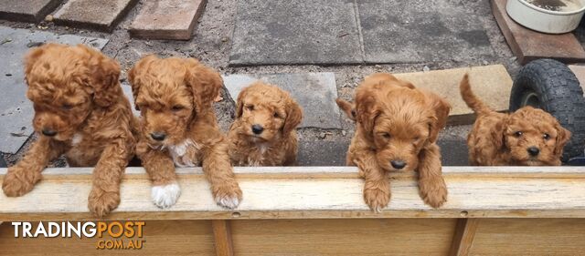 Miniature Labradoodle Puppies