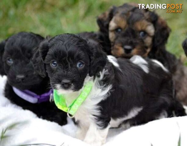 1st generation Cavoodles - Blue Merle, Particolour, Black &Tan, Sable, Black.