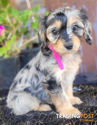 1st generation Cavoodles - Blue Merle, Particolour, Black &Tan, Sable, Black.