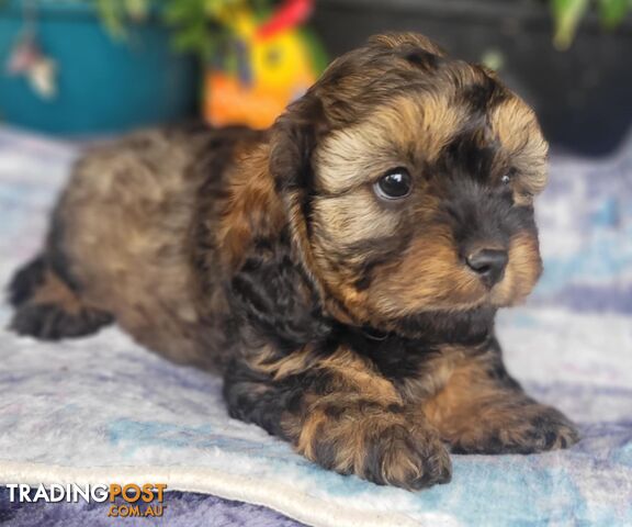 1st gen Cavoodles - Red & white, Black & white, Sable, Black & Tan, Apricot, Black.