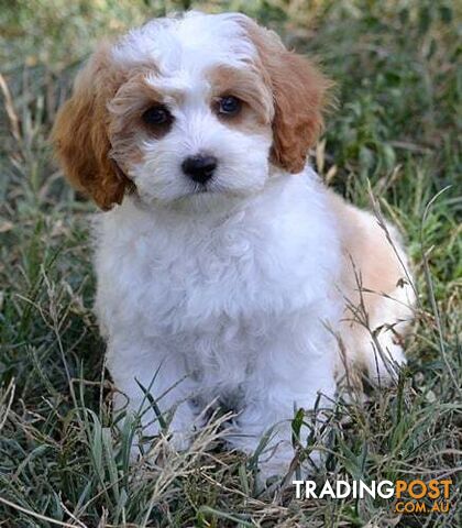 1st gen Cavoodles - Red & white, Black & white, Sable, Black & Tan, Apricot, Black.