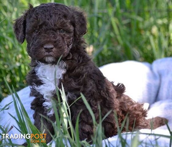 Purebred Toy Mini Poodles - Merle Phantom Brown Particolour Sable Chocolate