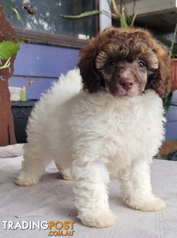 Purebred Toy Mini Poodles - Merle Phantom Brown Particolour Sable Chocolate