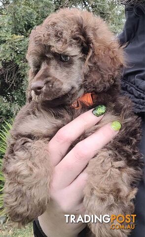 Purebred Toy Mini Poodles - Phantom Brown Particolour Merle Sable