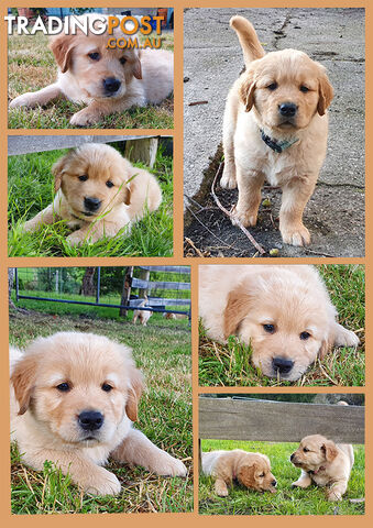 Pure Pred Golden Retriever Puppies For Sale