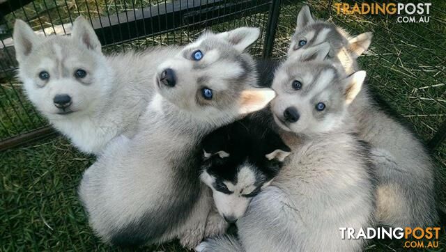 Pure bred Siberian husky puppies