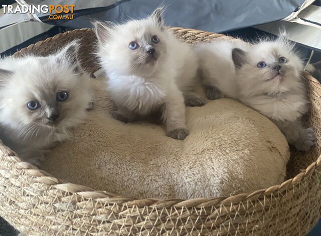 Rag doll kittens